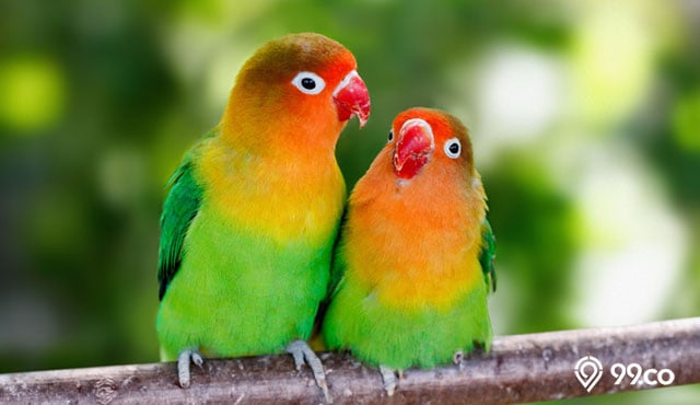 7 Manfaat Burung bagi Lingkungan Rumah. Sudah Tahu Belum? 1