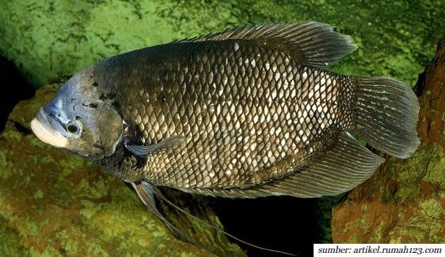 7 Jenis Ikan Gurame yang Ada di Indonesia. Bisa Dipelihara di Rumah! 2