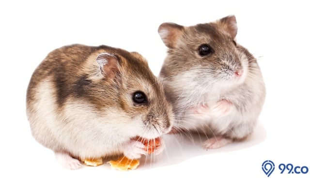 Cara Membedakan Hamster Jantan dan Betina. Efektif Dilakukan! 15